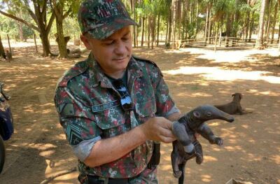 Imagem da notícia Saiba o que fazer ao encontrar um animal silvestre ferido em MS